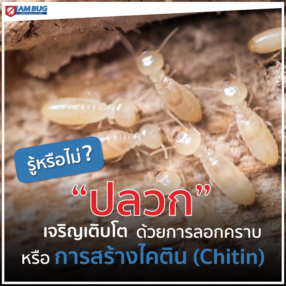 กำจัดปลวก