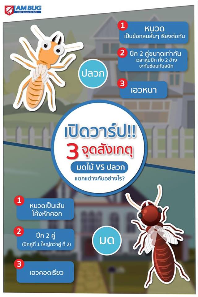 กำจัดปลวก